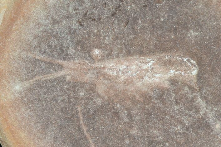 Fossil Shrimp (Peachocaris) - Illinois #120955